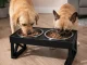 Elevated Double Pet Bowl on Stand for Dogs and Cats, 2x 1.8 L, Stainless Steel