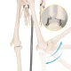 Human Skeleton Anatomical Model 4FIZJO 85 cm on Stand