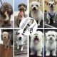 Professional Dog Grooming Kit with Cordless Pet Clippers