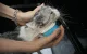 Cheerble Pet Cat Dog Massage Silicone Bathing Hair Brush Candy, Green