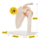 4Fizjo Anatomical Shoulder Joint Model with Ligaments, 1:1 Scale