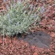 Non-Woven Mulching Fabric TENAX FULL COVER 0.9x5 m, 100 g/m², Black