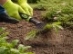 DIVODV Hand Rake for Garden, 38cm, Black/Green