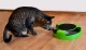 Cat Toy with Running Mouse and Scratching Pad
