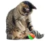 Dog and Cat Toy Rolling Ball with Ferret, 8 cm