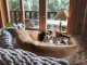 Soft Plush Pet Bed for Dogs and Cats, Leaf Shape, Brown