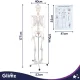 Human Skeleton Anatomical Model Glimz, 170 cm, 1:1 Scale, with Stand