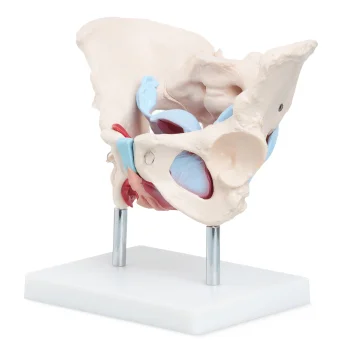 Female Pelvis Anatomy Model 4FIZJO with Muscles and Organs 1:1