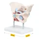 Female Pelvis Anatomy Model 4FIZJO with Muscles and Organs 1:1