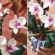 LEGO Creator Expert 10311 Orchid
