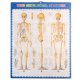 Anatomical model of the human skeleton 170 cm, on a stand