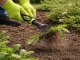 Handheld Garden Fan Rake for Flower Beds and Soil Loosening DIVO, Black-Green