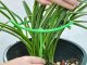 3-Ring Plant Support Cage for Potted and Garden Plants, Green