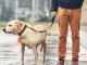 LED Light Pendant for Dog and Cat Collars, Orange