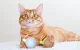 Cheerble Wicked Snail Interactive Cat Toy, Brown