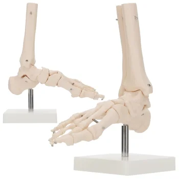 4Fizjo Ankle Joint and Foot Anatomical Model 1:1, White