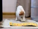 Cardboard Wave Cat Scratching Post with Catnip