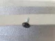 Fastening Screws for Profiled Metal Fence 4.2x16 mm RAL 8017