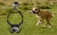 Puluz PU156 Dog Harness for Action Cameras (GoPro, Insta360, DJI Action)