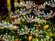 Solar Garden LED Dandelion Light, Multicolor, 70cm (2 pcs)