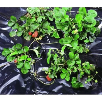 Black Garden Mulch Film 14 x 10 m, 40 µm