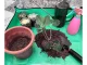 Large Plant Flower Transplanting Mat