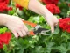 Garden Pruning Shears / Hand Secateurs for Branches and Shrubs, Orange