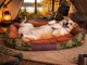 Soft Rectangular Dog Bed, 70 x 55 cm