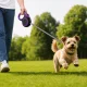 Retractable Dog Leash with Lock, 5m (up to 15kg), Purple