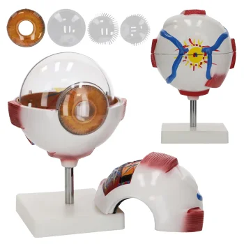 4FIZJO 3D Human Eye Anatomical Model 6x Magnification