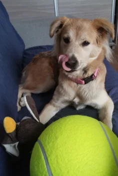 Giant XXL Tennis Ball for Dogs, 24 cm