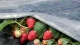 Agrofilm ORTOCLIMA PLUS 30 g/m2, 2.40 x 5 m, White