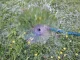 Sprinkler for Dirty Water KLASIKA SPRAY