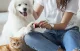 Electric Pet Nail Grinder Rojeco RMJQXF-05 2000mAh