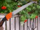 Garden Saw for Cutting Branches, Hand Saw for Wood