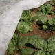Agrofilm ORTOCLIMA PLUS 30 g/m2, 2.40 x 10 m, White