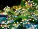 Solar Garden LED Dandelion Light, Multicolor, 70cm (2 pcs)