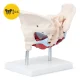 Female Pelvis Anatomy Model 4FIZJO with Muscles and Organs 1:1