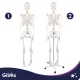 Human Skeleton Anatomical Model Glimz, 170 cm, 1:1 Scale, with Stand