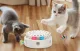 Interactive 3-in-1 Cat Toy Rojeco RWJTY823-02 Dual Power