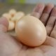 Dummy Egg for Hens, 1 Pcs, Brown