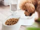 2-in-1 Double Bowl for Dogs and Cats with 500 ml Water Dispenser