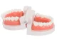 Dental Jaw and Teeth Model for Teaching, 8x6.5x5.5cm