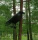 Plastic Crow Bird Repellent and Scarer
