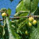 Anti-Bird Net 19 x 19 mm, 4 m Width, Green
