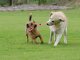 Dog Tug Rope Toy with Handle 40cm