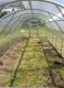 Greenhouse Baltic Lt 3X4M With 6Mm Polycarbonate; 4779037491056