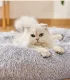 Soft Pet Bed for Dogs and Cats 55 cm, Light Grey