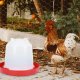 3L Chicken Waterer for Poultry and Hens