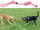 Dog Tug Rope Toy with Handle 40cm
